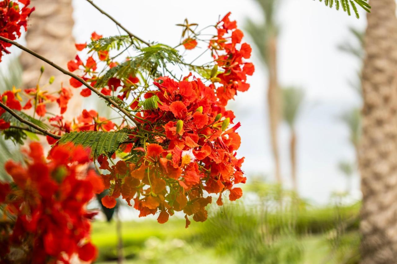 Resort Four Seasons Sheikh, Private Residential & - Egypt Sharm el-Sheikh
