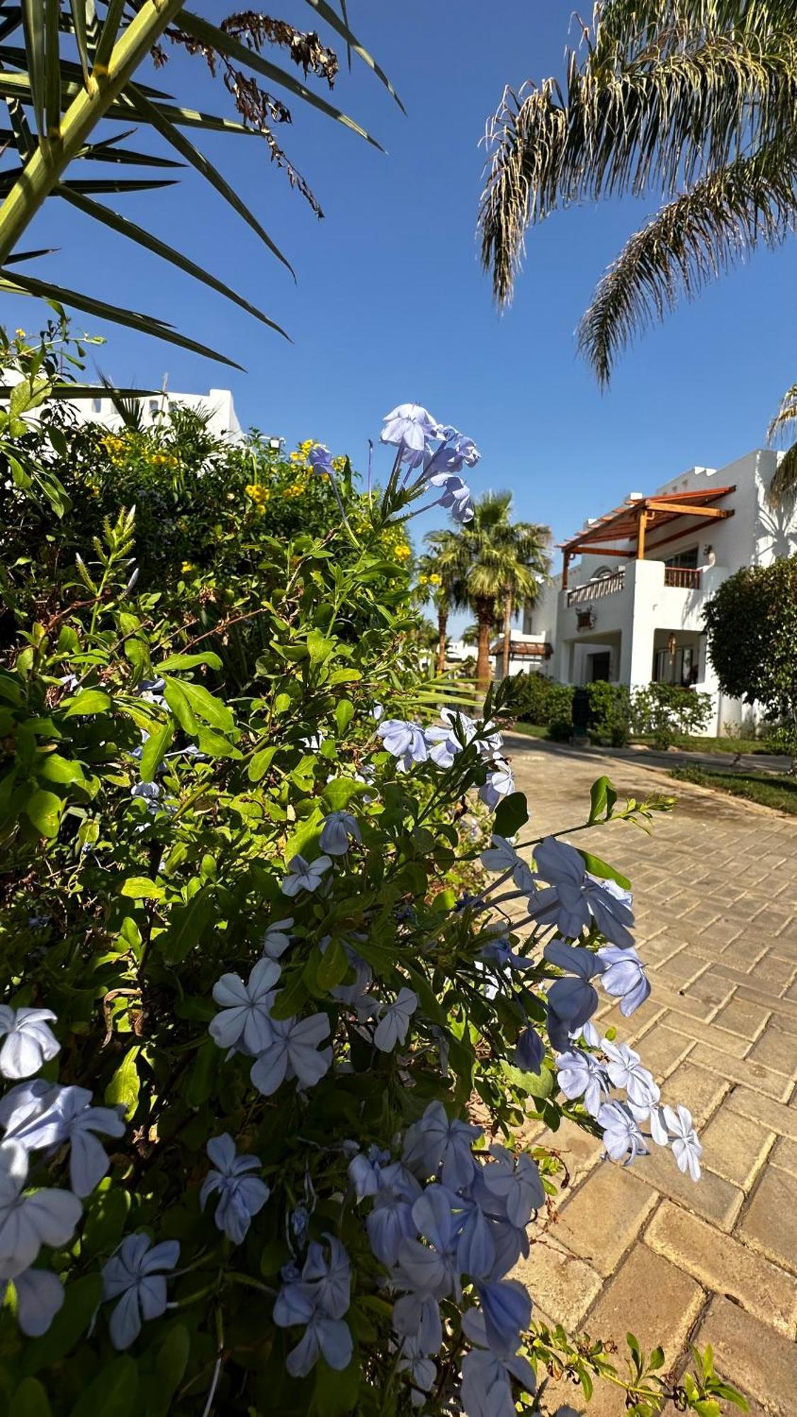 In Sheik Daire Şarm El-Şeyh