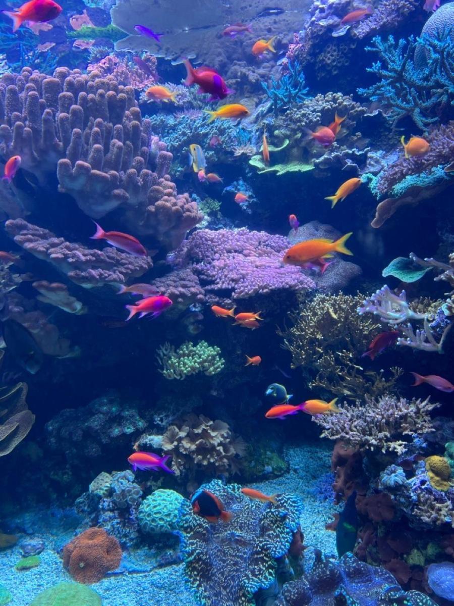 Porto Sharm Elsheikh-aqua Park View *