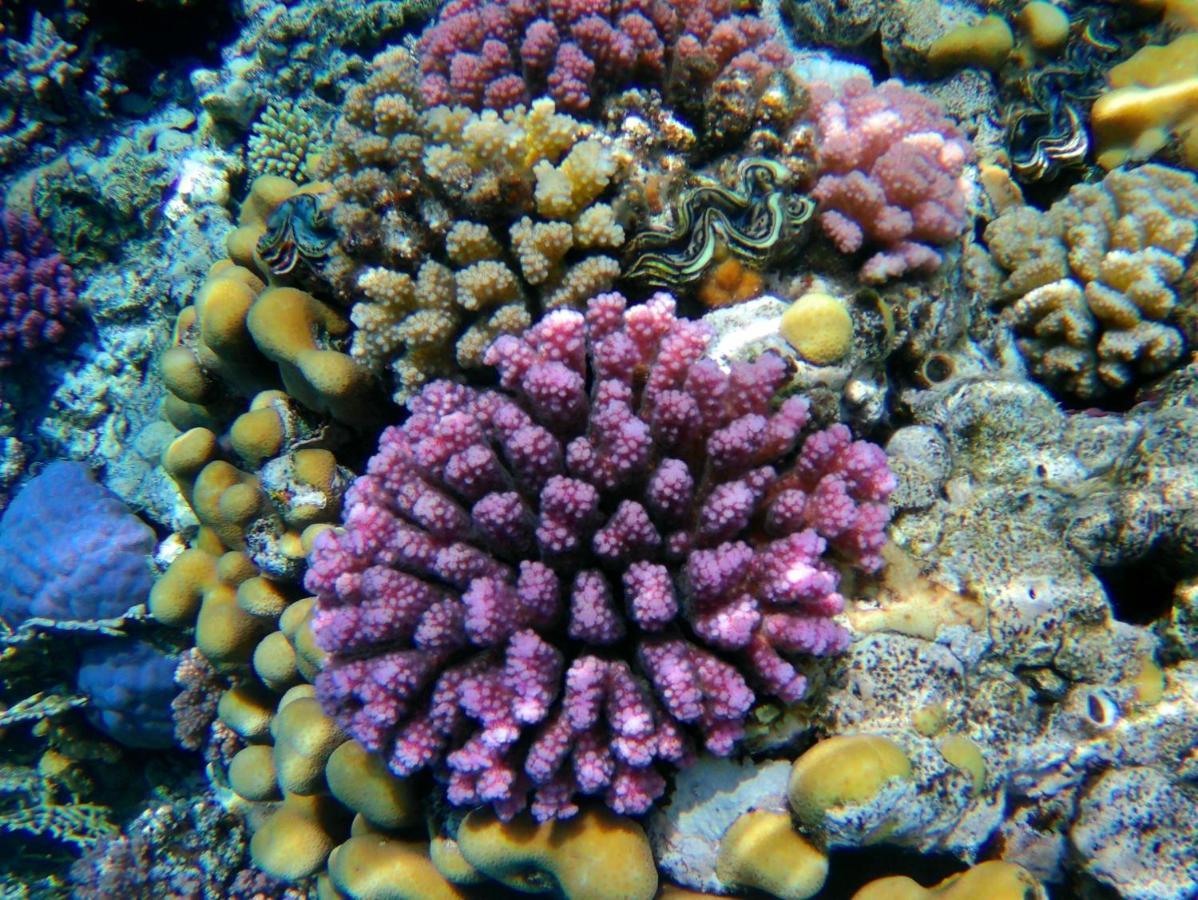 Collemare Coralbay Sharm-el-Sheikh