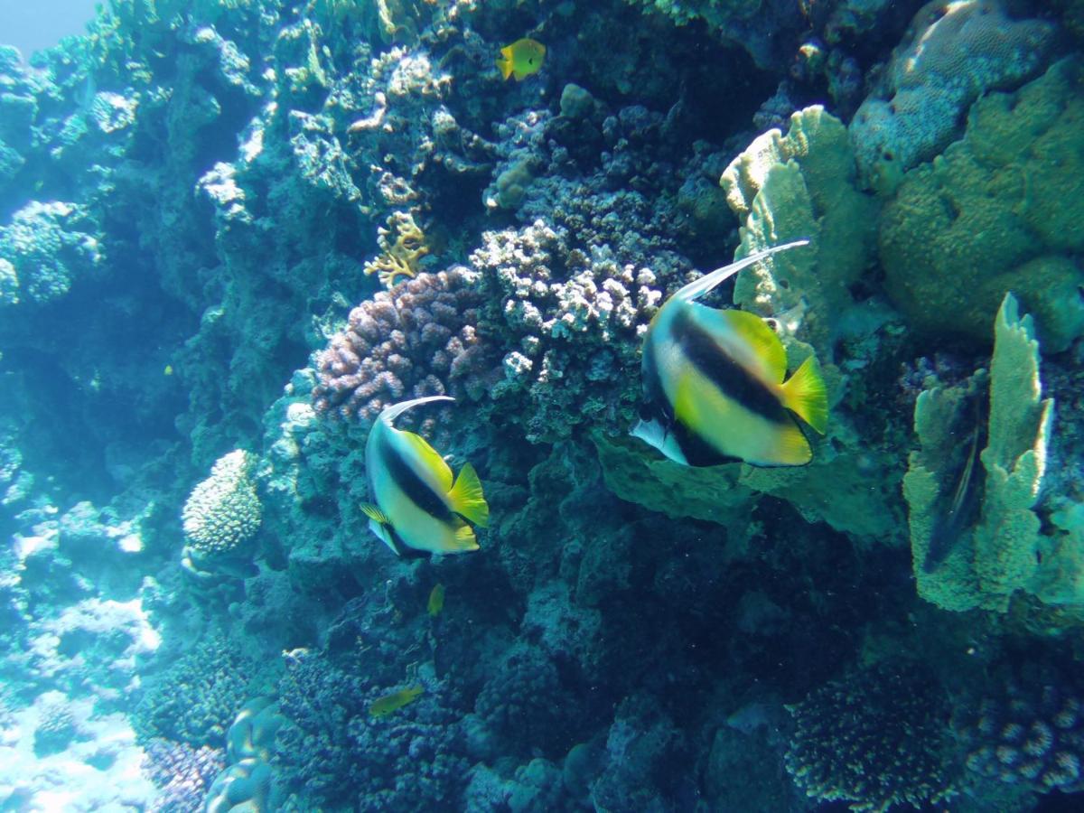 Collemare Coralbay Appartement Sharm-el-Sheikh