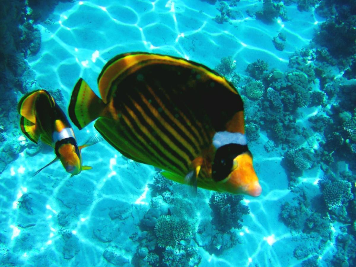 Collemare Coralbay
