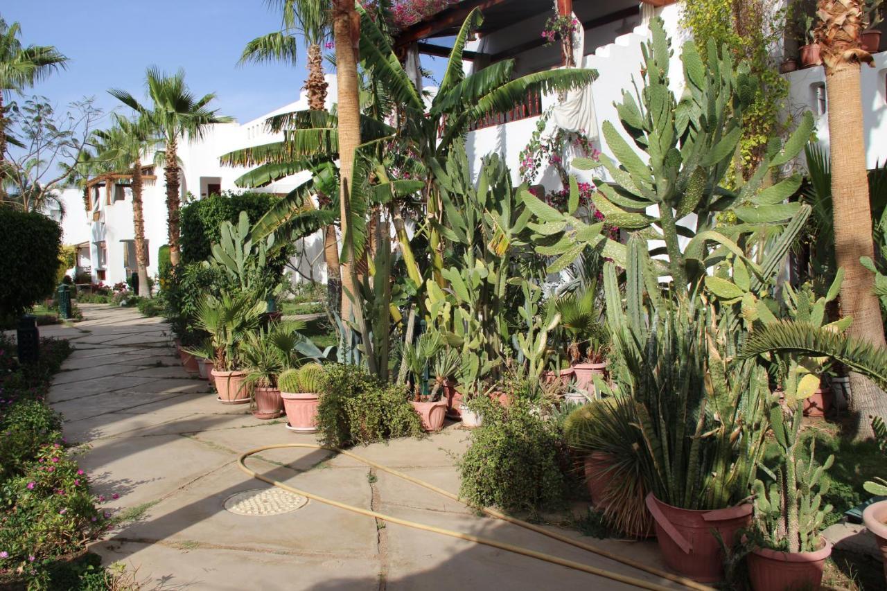 Delta Sharm Vacation Appartamento *