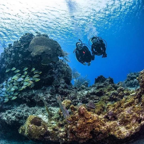 Hotel Sharks Bay Oasis & Butterfly Diving Center