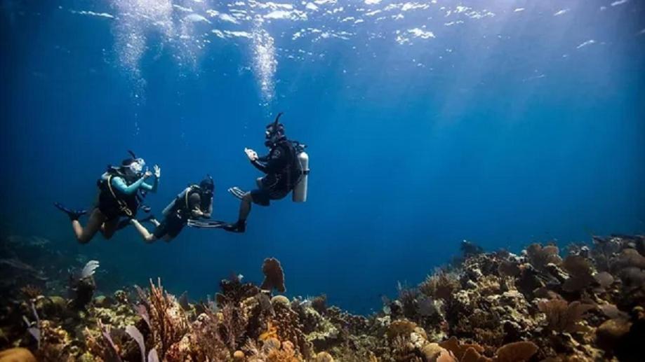 Sharks Bay Oasis & Butterfly Diving Center