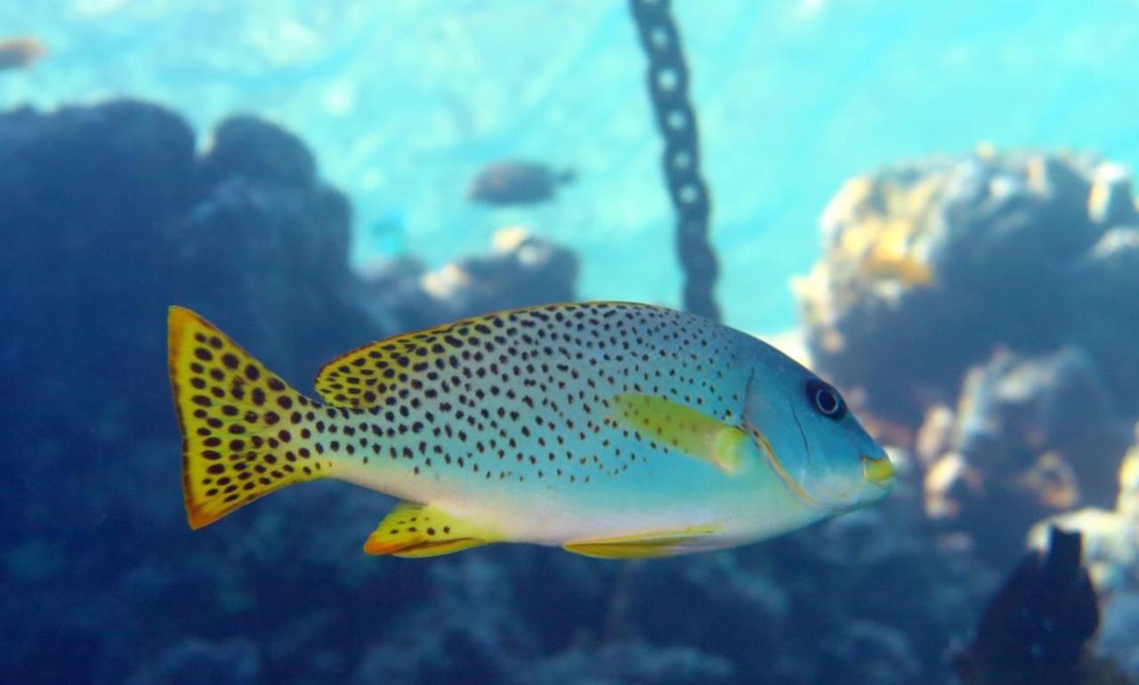 Sharks Bay Oasis & Butterfly Diving Center Hotel Sharm el-Sheikh