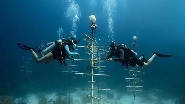 Sharks Bay Oasis & Butterfly Diving Center Sharm el-Sheikh