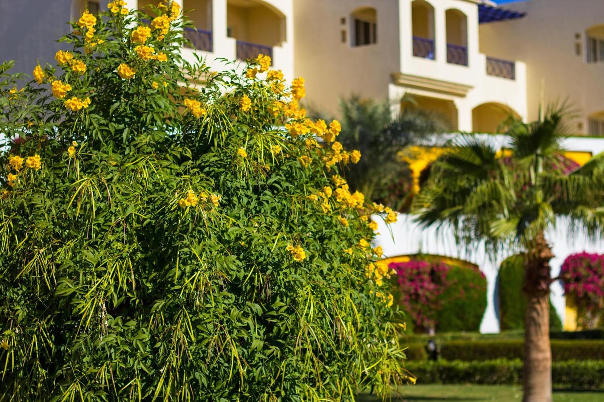 Grand Oasis Resort