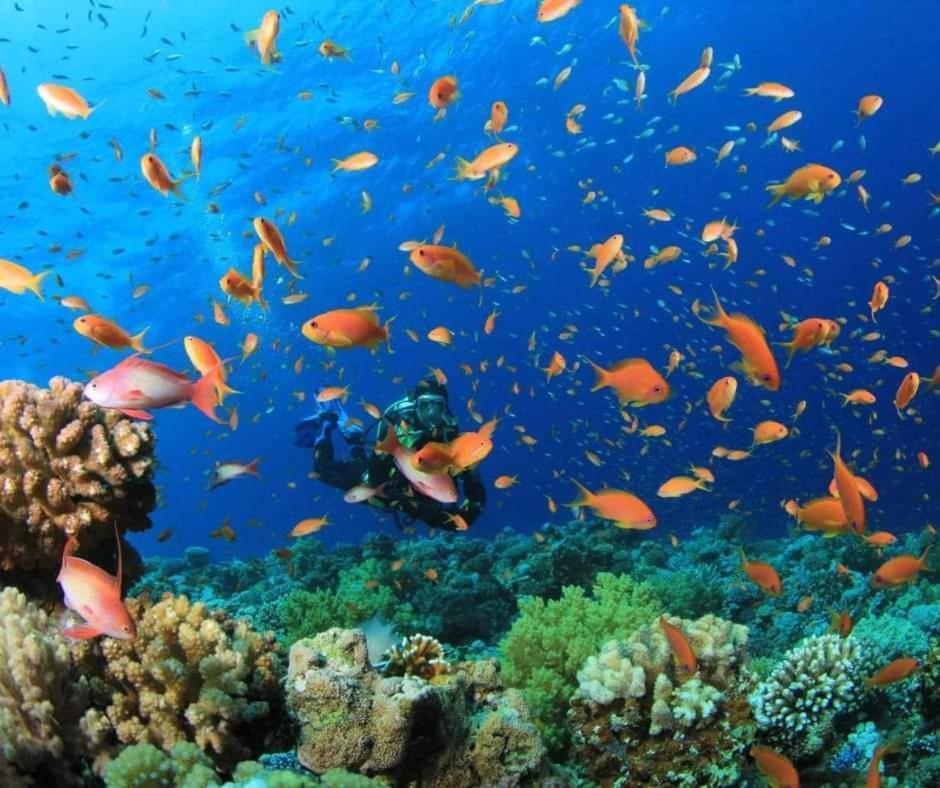 Sharks Bay Oasis & Butterfly Diving Center Hotel