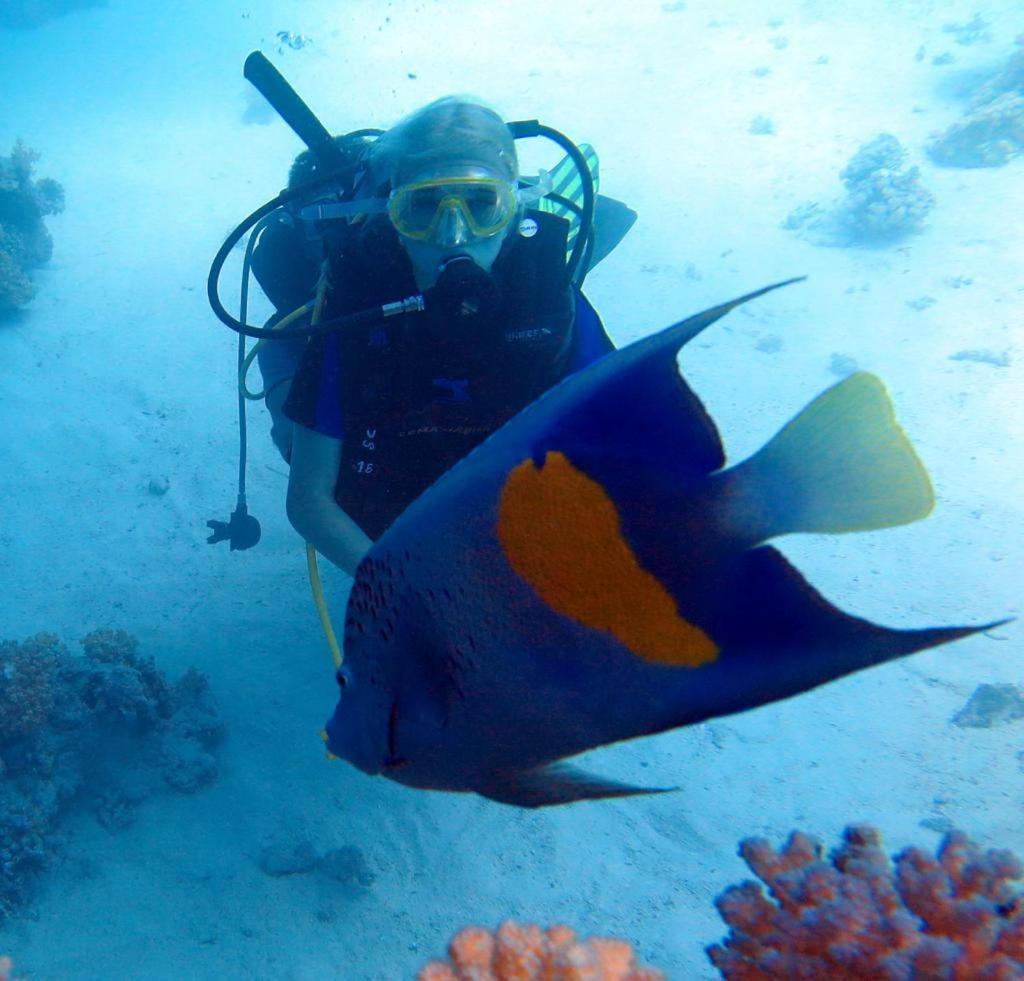 Sharks Bay Oasis & Butterfly Diving Center Sharm el-Sheikh