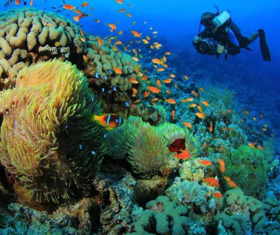 Sharks Bay Oasis & Butterfly Diving Center 4*