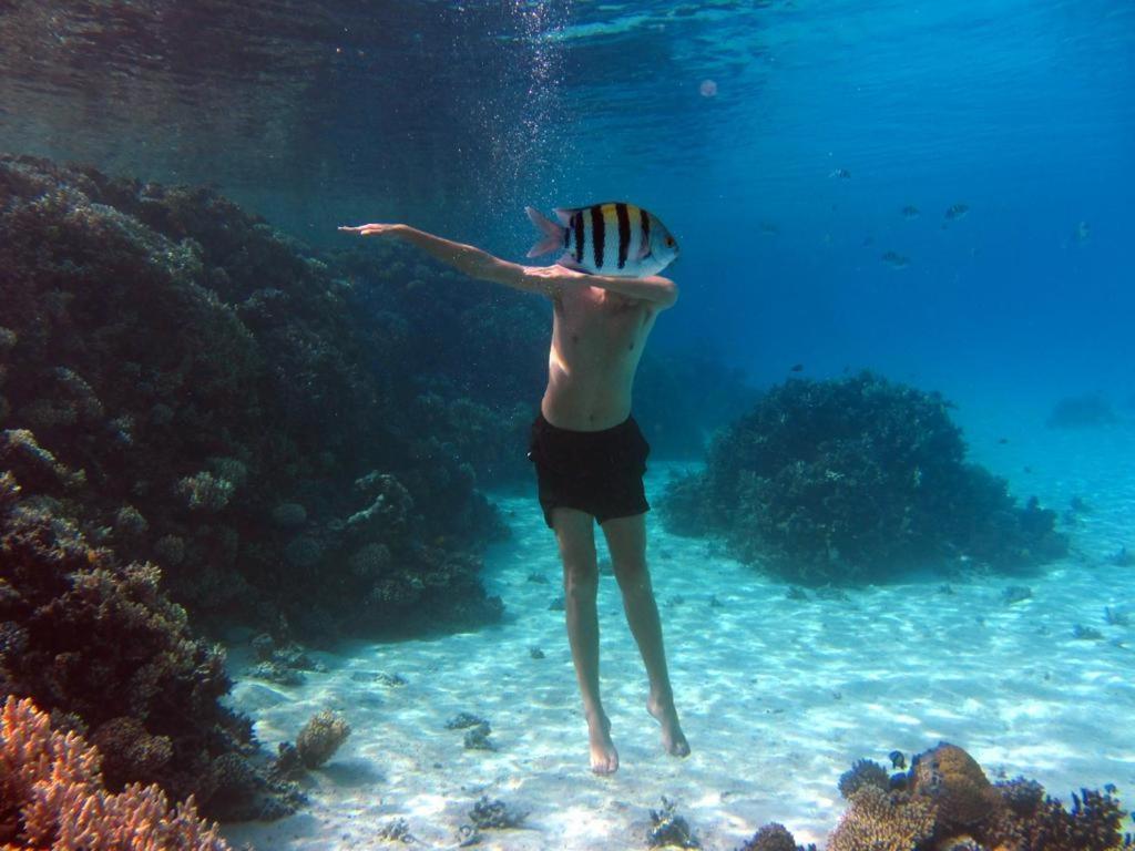Sharks Bay Oasis & Butterfly Diving Center Sharm el-Sheikh