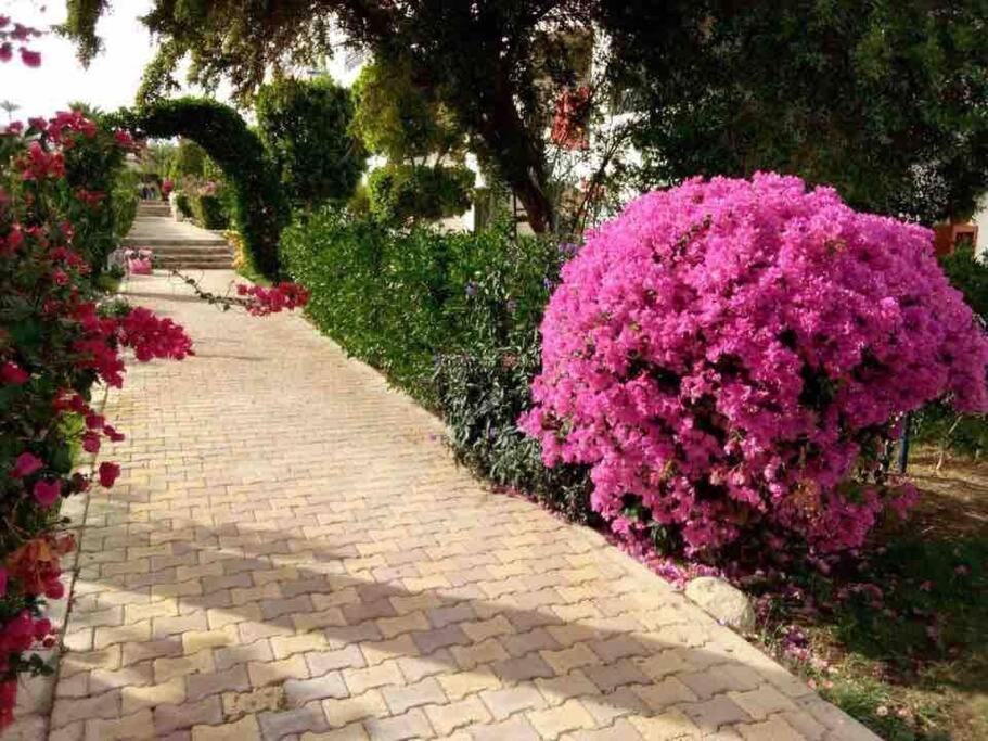 Apartment Riviera - Pool View & Wifi Sharm el-Sheikh