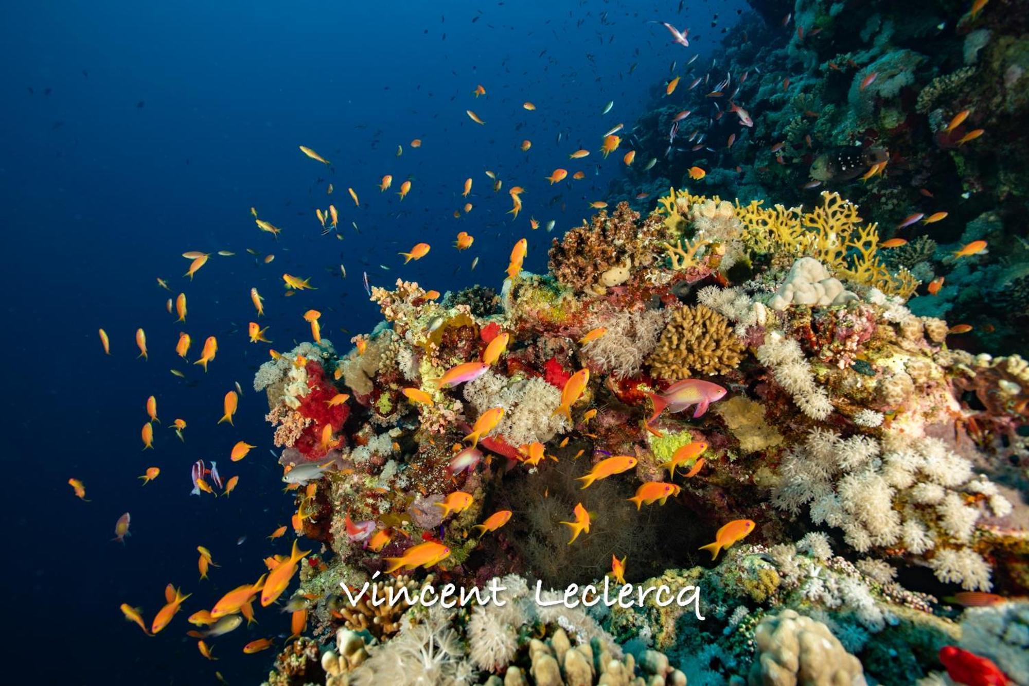 Botel Cinderella Eldawley Dive Center Sharm el-Sheikh