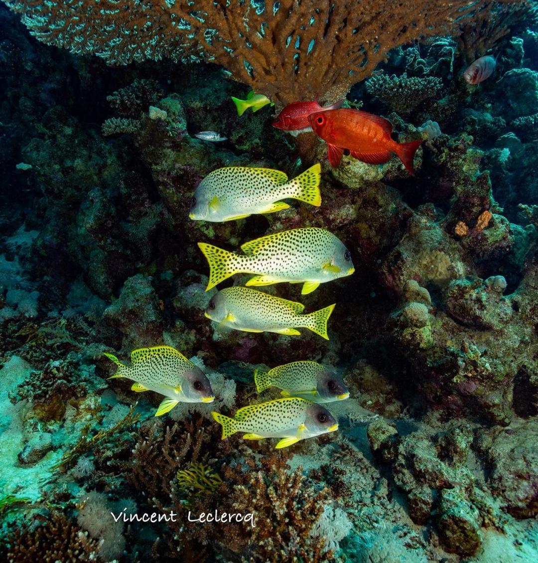 Cinderella Eldawley Dive Center Botel
