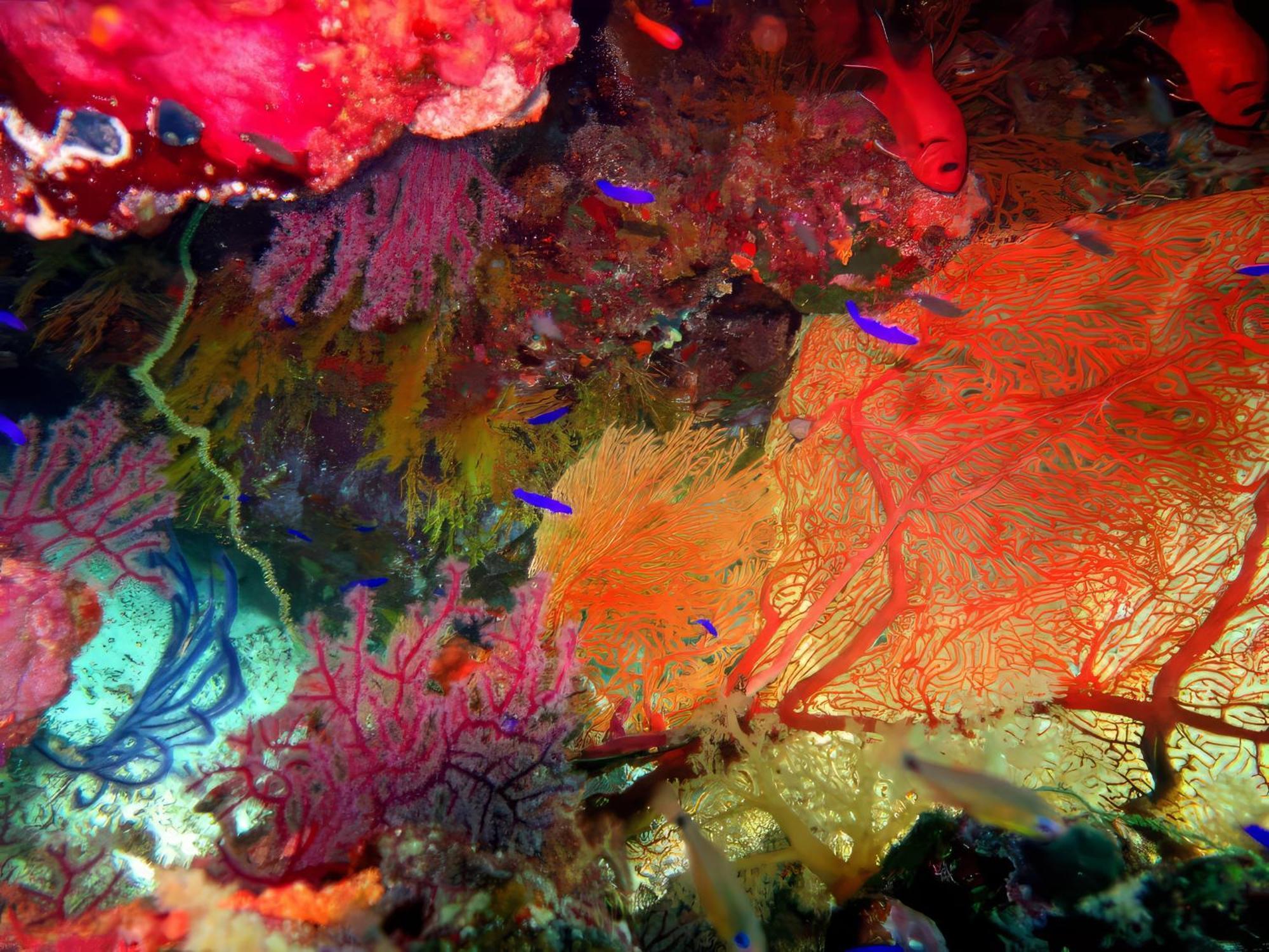 Cinderella Eldawley Dive Center Botel