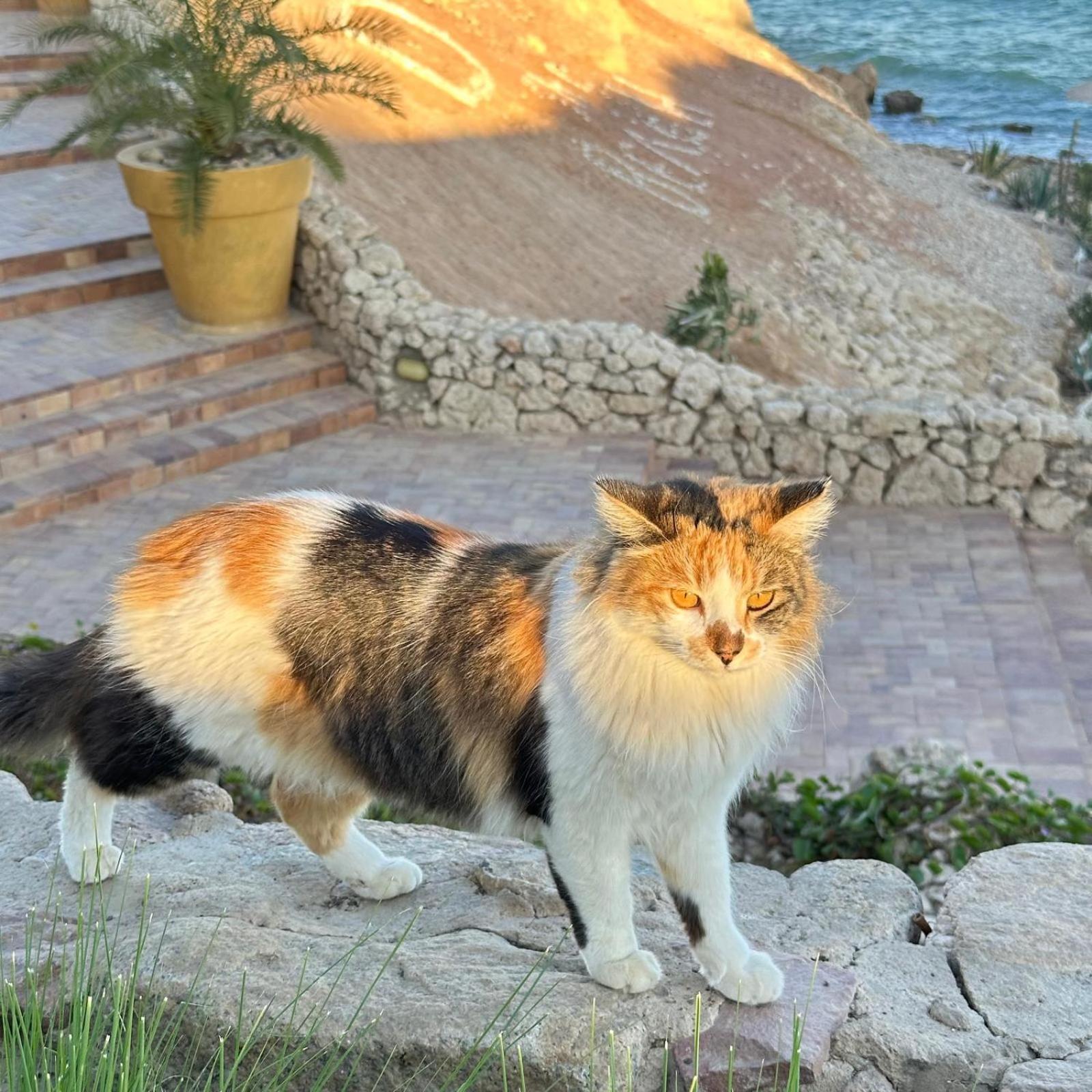 Privata Anita Con Balcone,aquamarine Al Domina Coral Bay, Resort, Diving, & Casino Apartment Sharm el-Sheikh
