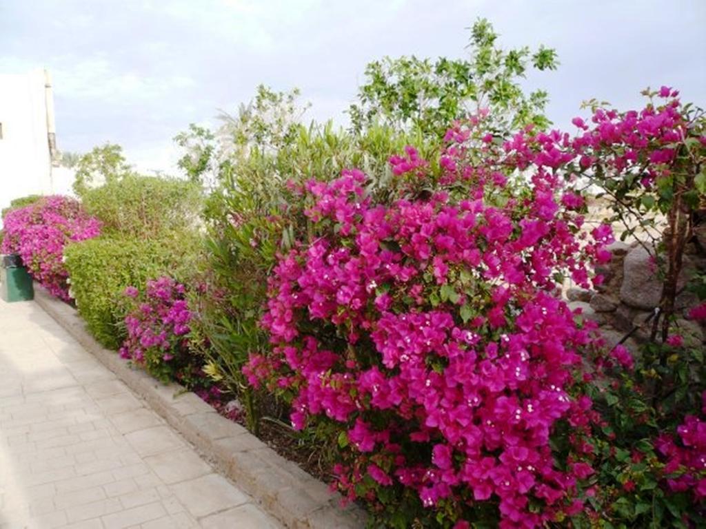 Aparthotel Logaina Sharm el-Sheikh