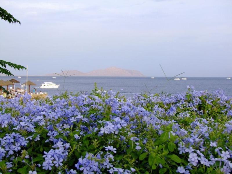 Domina Harem & Aparthotel Sharm el-Sheikh