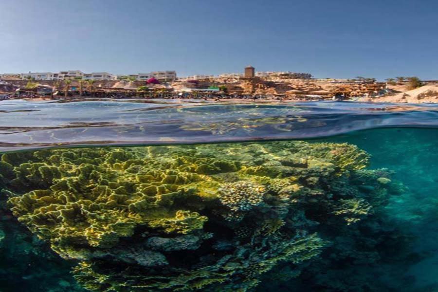 Sharks Bay Oasis Aqua Park 3*