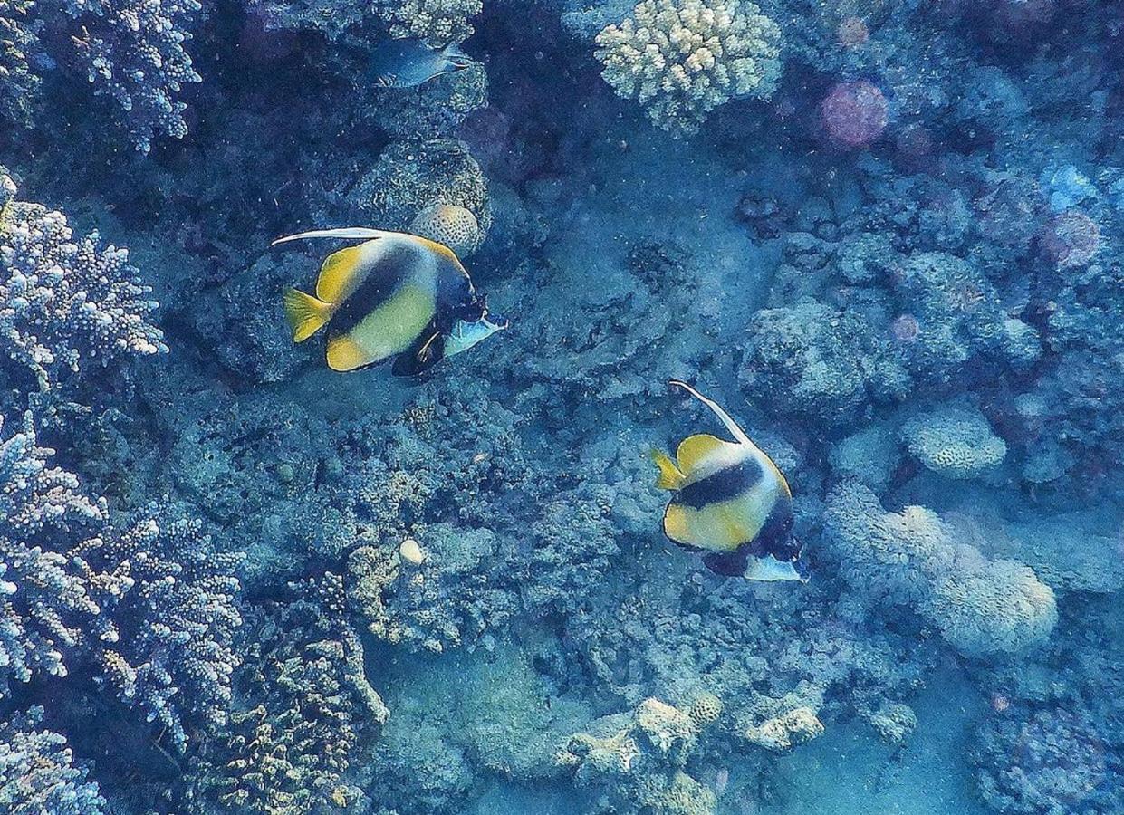Domina Coral Bay Elisir