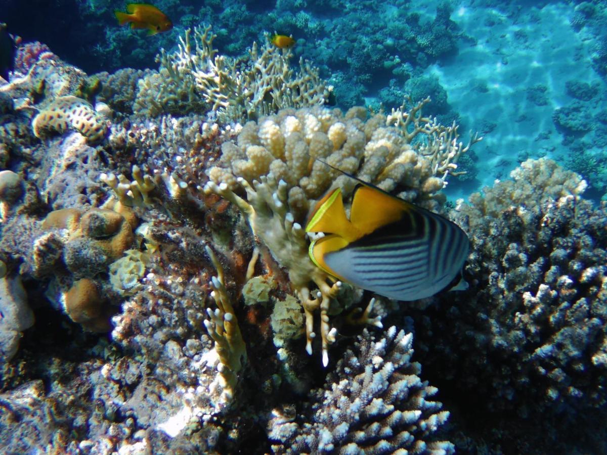 Collemare Coralbay Daire Şarm El-Şeyh