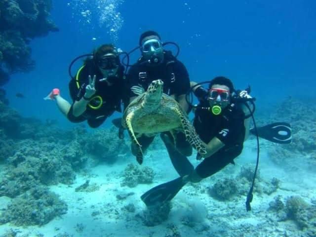 At Porto Sea Life Sharm el-Sheikh