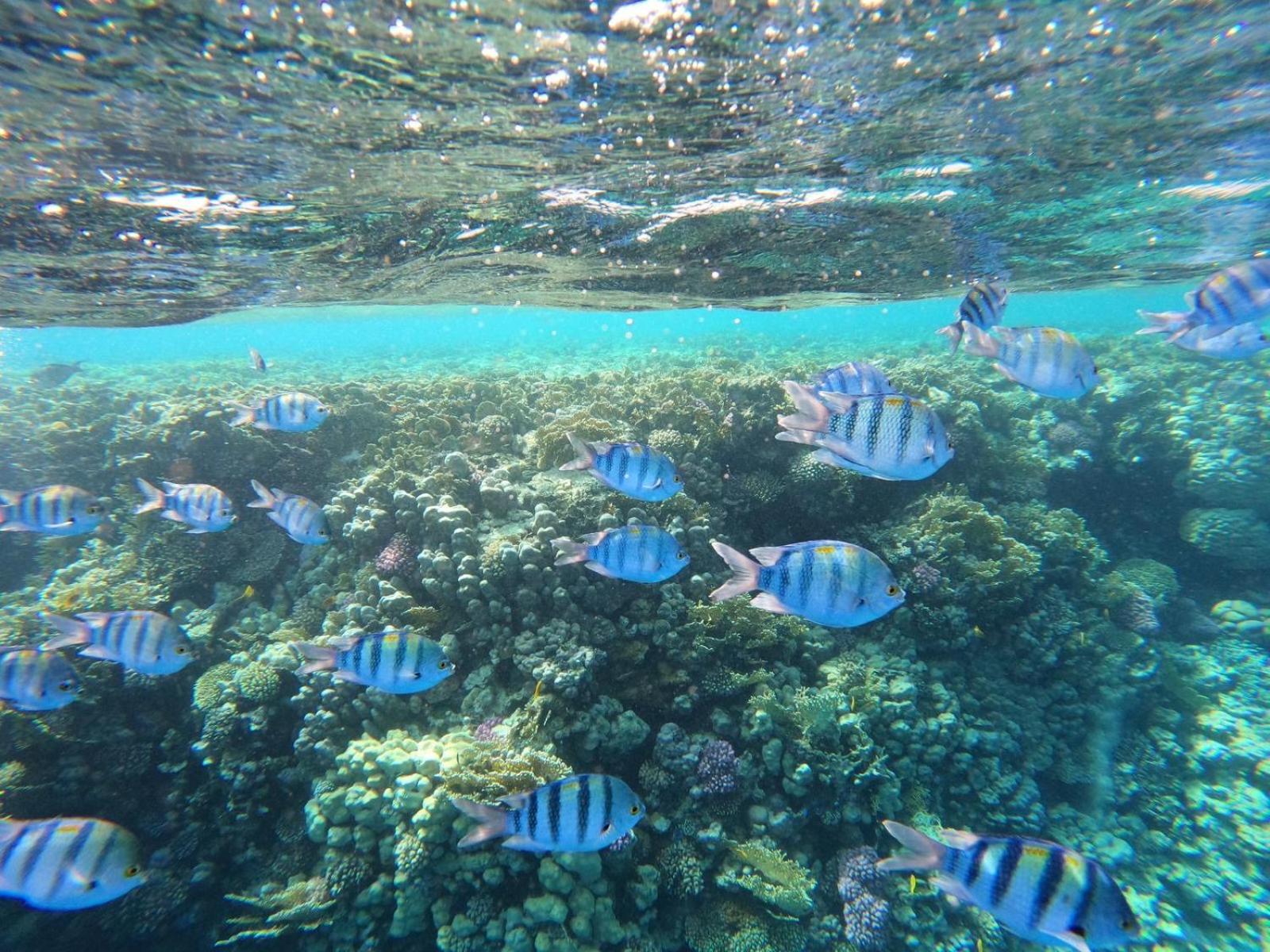 Domina Coral Bay Sheikh