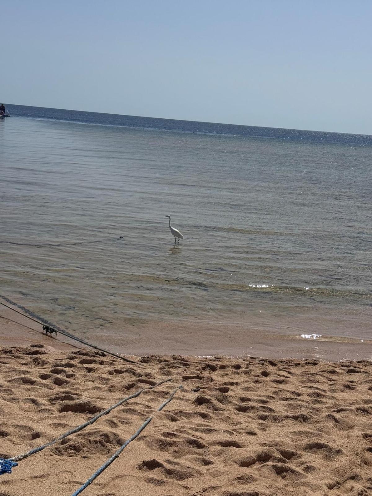 Royal Sea View Montazah Sharm, Airport&soho *