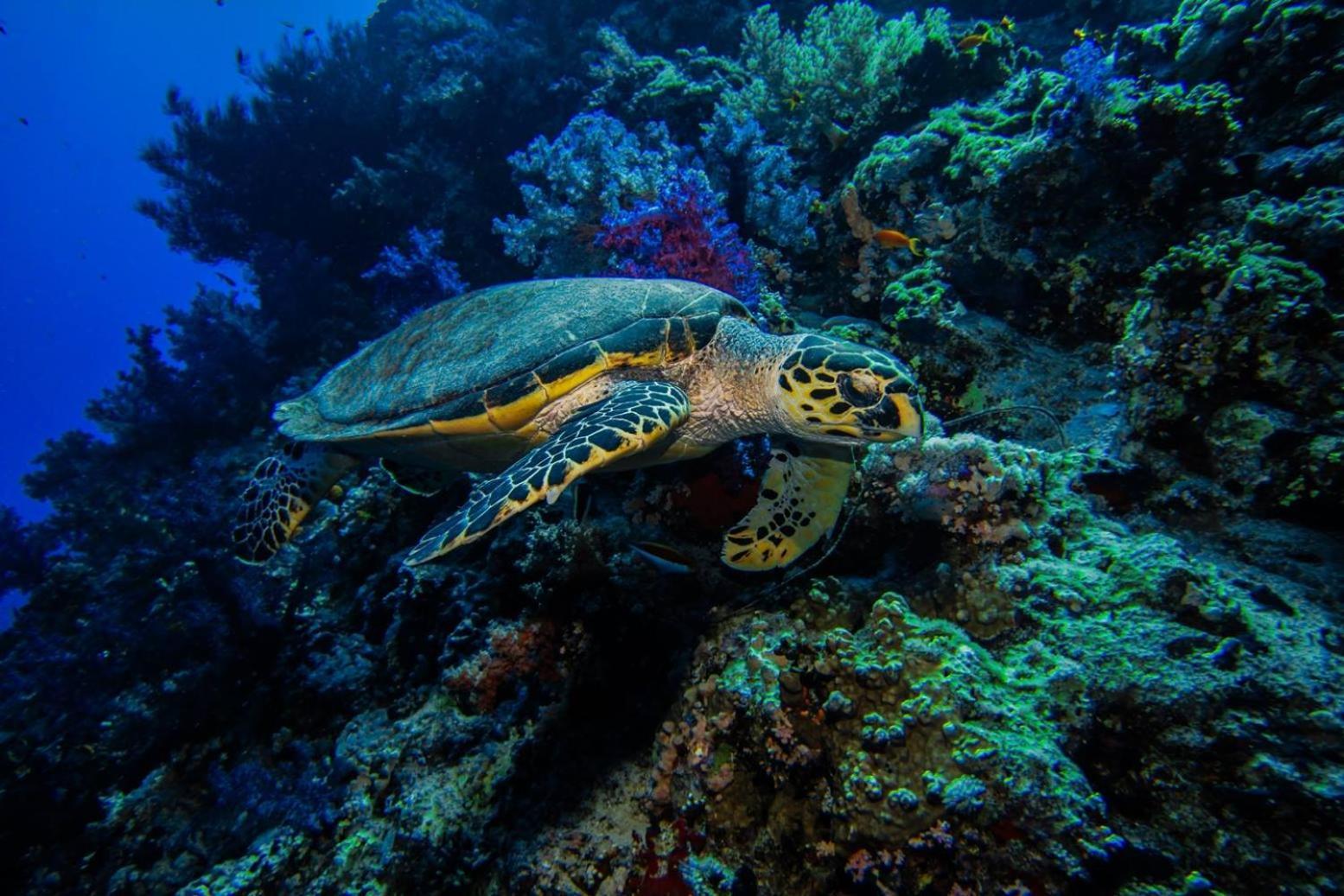 Falcon Hills Sharm El Sheikk
