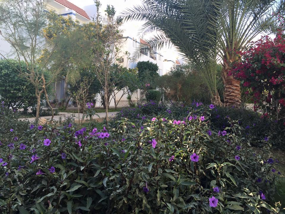 Riviera Sharm Resort 3*