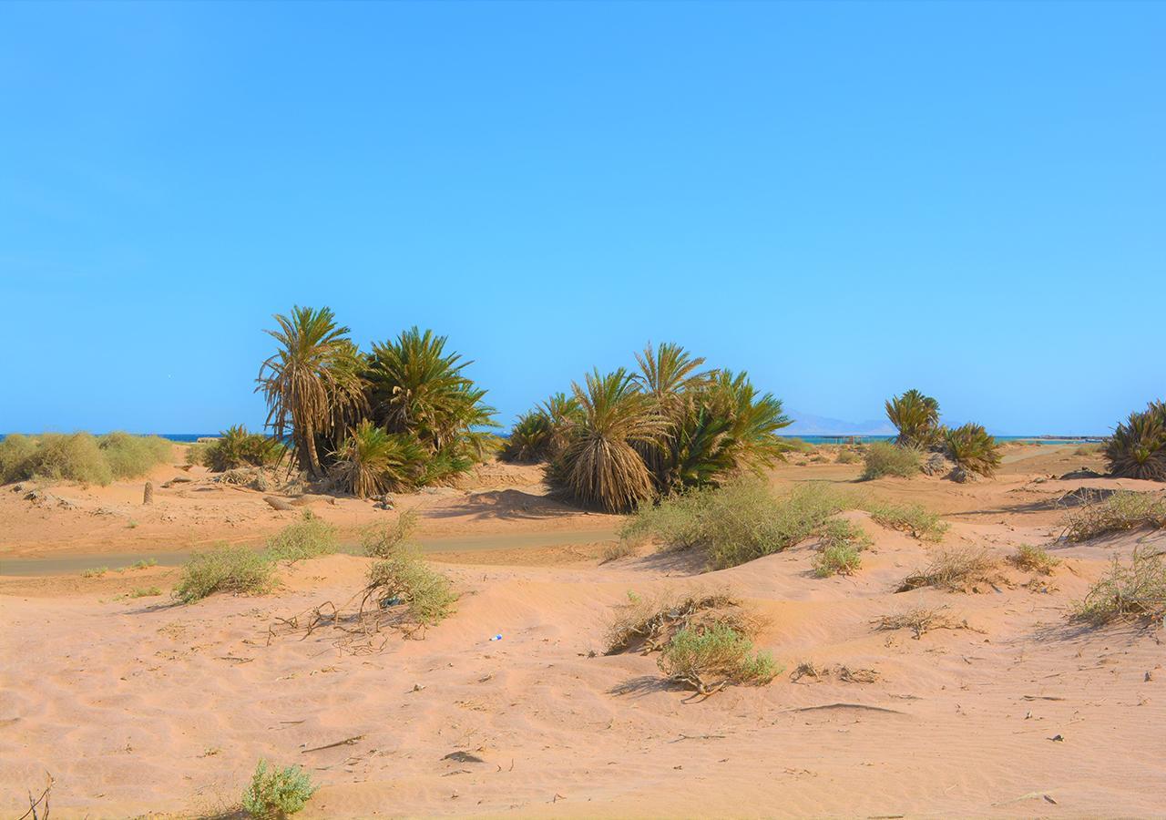 Nabq Camp * Şarm El-Şeyh