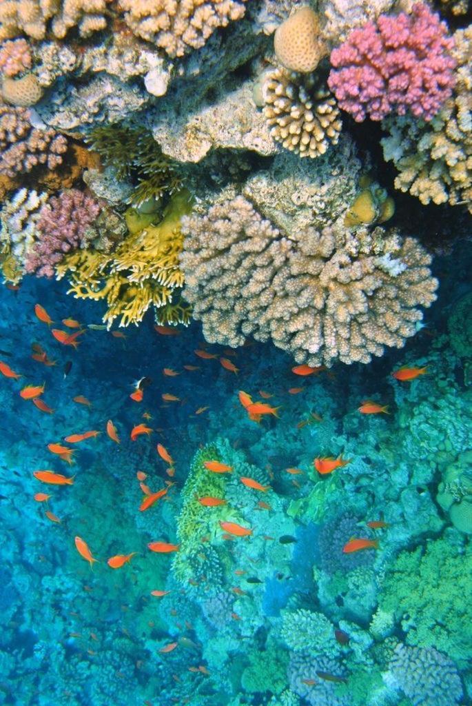 Porto Elsheikh-aqua Park View Sharm el-Sheikh